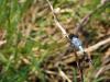 Nesciothemis farinosa